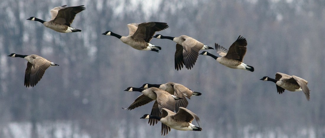 alt="RYNEXS green laser pointer deterring geese on a lawn"  alt="High-power laser goose deterrent for outdoor use"